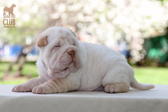 � ������ ������ �.��������� ������, �.��������� ������, ��������� �������, ��������� ������