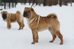 Daoshao Absolute Reality Chernyi Chizh 