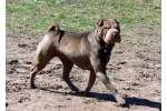 Chernyi Chizh Grushenka 