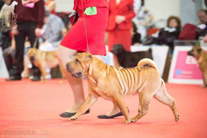 World Dogs Show 2013,  -  