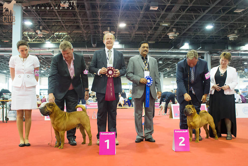 World Dog Show,   2013, ,  - 
