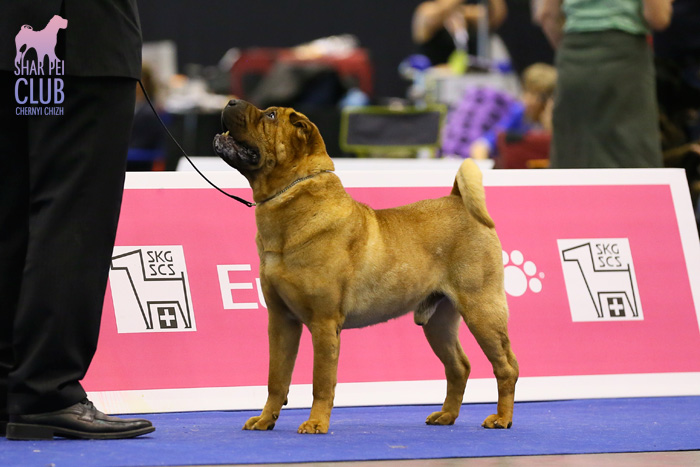 Euro Dog Show 2013,     , 