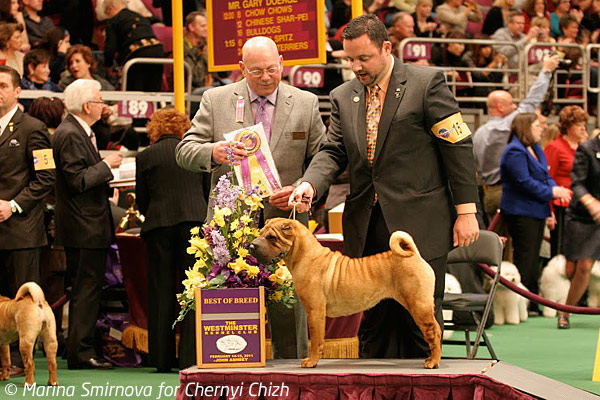  2011,  Westminster dog show