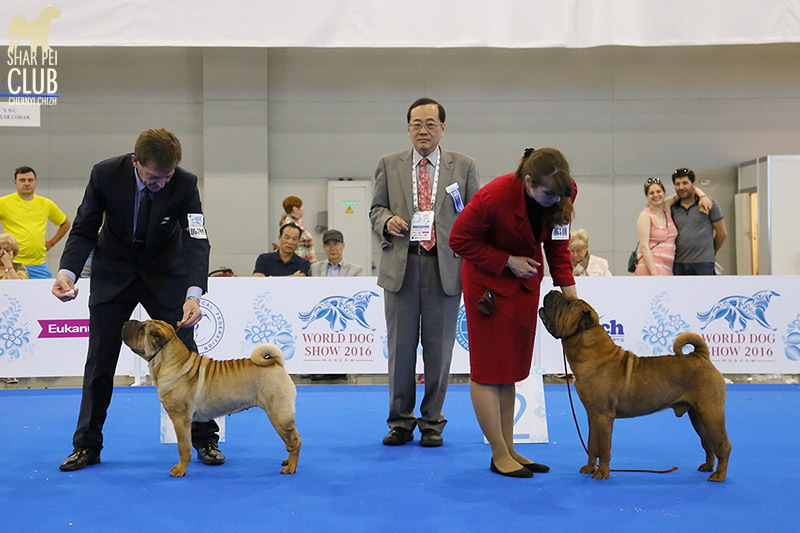 DOG SHOW 2016 ,     