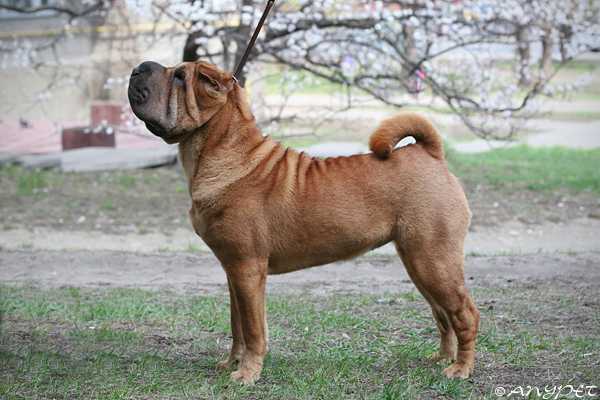  CACIB   " 2010"  "  2010",  