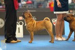 ArgussKey Dewberry (. Biro Star Miss Favoritka ArgussKey x ArgussKey Brash Dejavu)