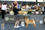 PLURI CHI GRACE KELLY 1    R.CACIB