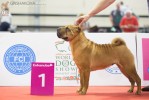 Chernyi Chizh Polosa Vezenia (    ) 1st in open cl., R,CACIB, V.World Winner 2013