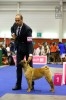 1st pl in Champion females, 1-e   , R.CACIB  Jacqueline- Kennedy-Onassis