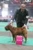 Desmond de L`ere du Scorpion 2 . (ex.) R.CAC-R.CACIB