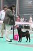 best female, CACIB, European Winner 2011 Yijing`s Glory aren`t Everything
