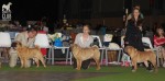    (champion females): JADE EAST REACH FOR THE STARS (3-  ), KHAMBALIQ PRIANKA ., STONEYS DENALI SELECT (2 -   )