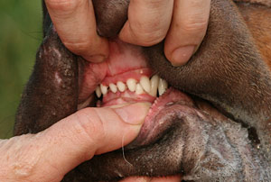 ���������� ������ ������